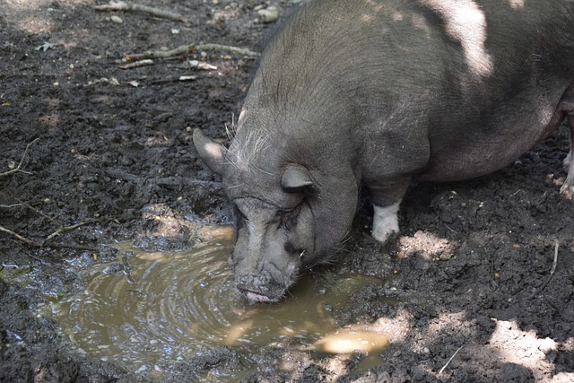 令人叹为观 令人叹为观